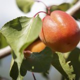La saison des fruits d’été est littéralement "tombée à l'eau" en 2021, Les récoltes d'abricots ne correspondent qu’à 35% de la moyennesur cinq ans (archives).